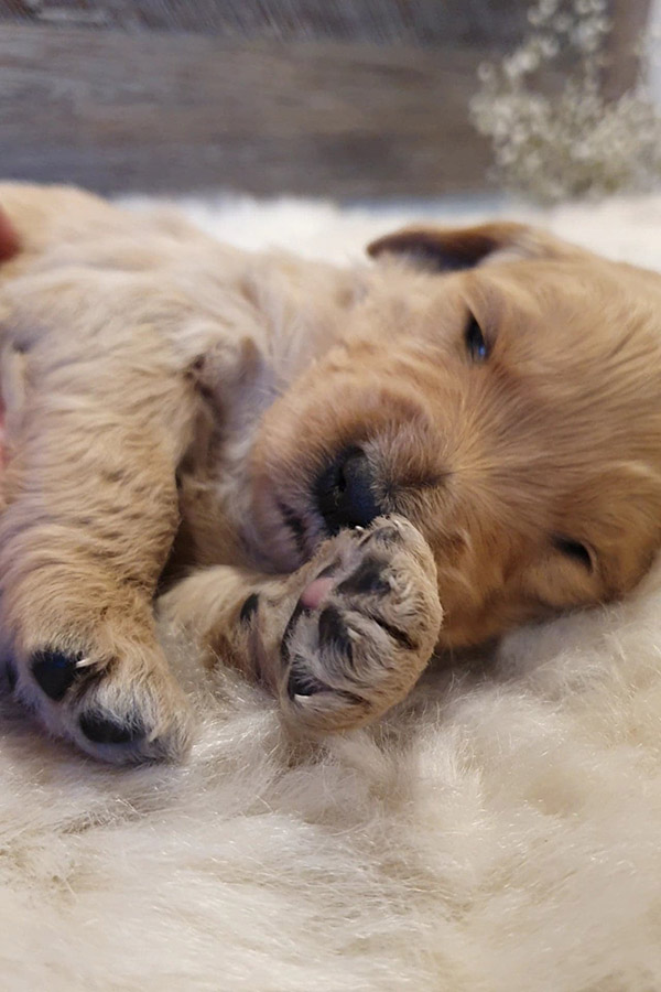 newborn groodle puppy