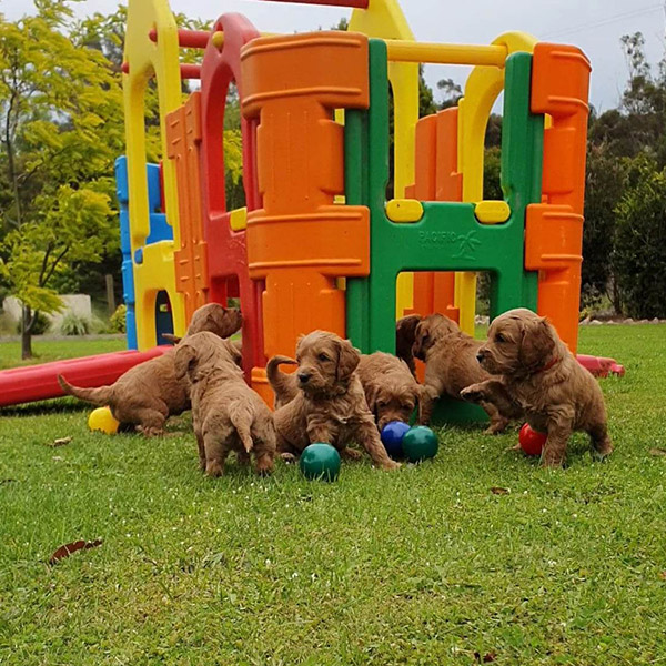 behaviour and socialisation for groodle puppies
