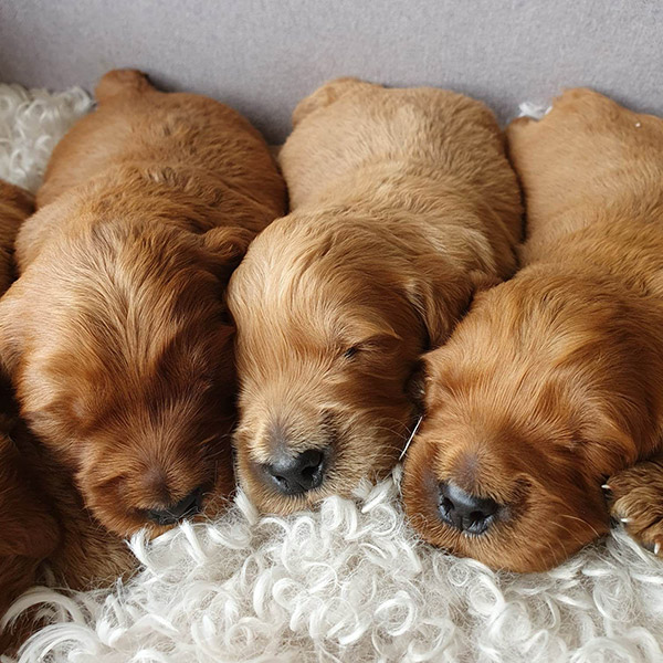 waitlist and availability of groodle puppies